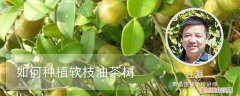 油茶树的种植栽培技术 如何种植软枝油茶树