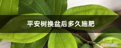 平安树几年需要换盆 平安树换盆后多久施肥