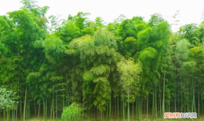 岁寒三友是指哪三个植物，岁寒三友是指哪三个植物四君子