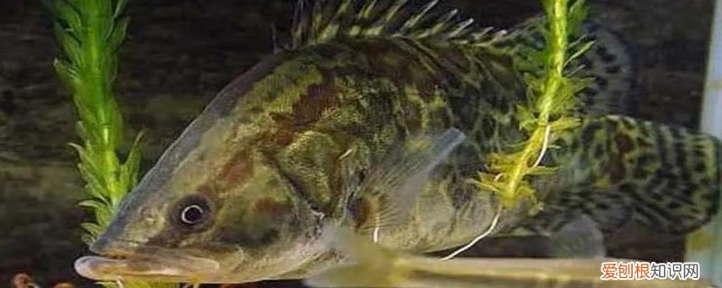 鳜鱼的特点和外貌 鳜鱼的特点
