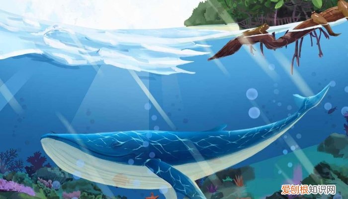 虎鲸是海豚吗 虎鲸是不是海豚