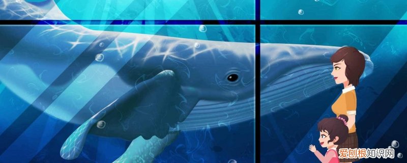 虎鲸是海豚吗 虎鲸是不是海豚