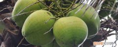 怎么挑甜的青椰 如何挑选甜的青椰呢