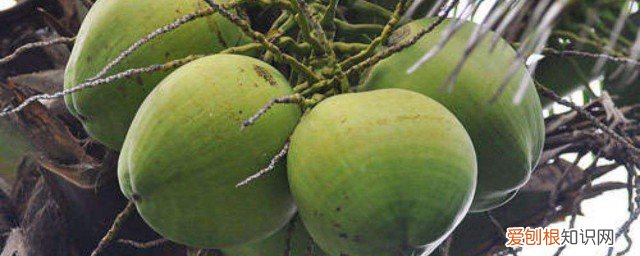 怎么挑甜的青椰 如何挑选甜的青椰呢