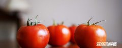 小西红柿该怎么挑甜的好吃 挑选西红柿的方法