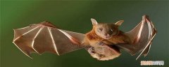 蝙蝠的特点和生活特征 蝙蝠的特点