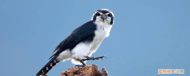 小隼有什么特点 小隼的特点