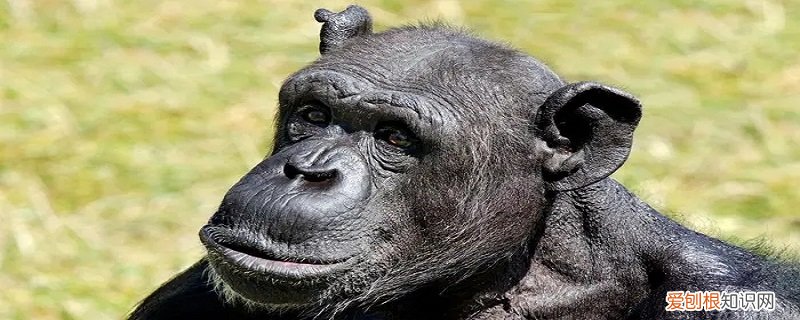黑猩猩的特点是作文 黑猩猩的特点