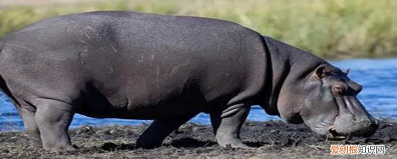 河马的天敌是什么动物呢 河马的天敌是什么动物