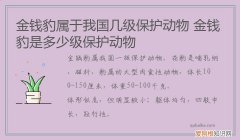 金钱豹属于我国几级保护动物 金钱豹是多少级保护动物