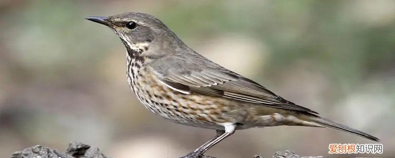 串鸡鸟学名叫什么 串鸡指的是什么 串鸡是什么鸟