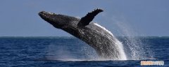 鲸鱼的特点是什么 鲸鱼有什么特点