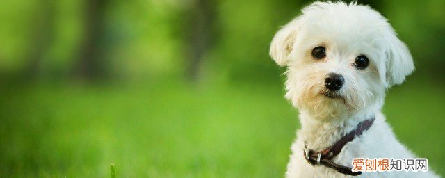 熟自制狗饭怎么保存不发霉 如何保存自制狗饭