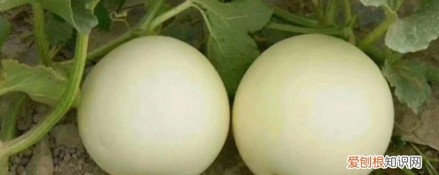怎样挑长的甜瓜更甜 如何挑长的甜瓜更甜