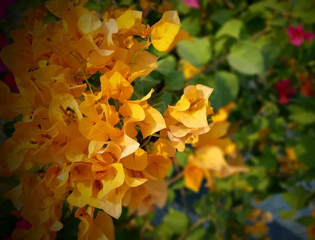 养花的十二种技巧，九种养花“偏方”，从此不怕病虫害！