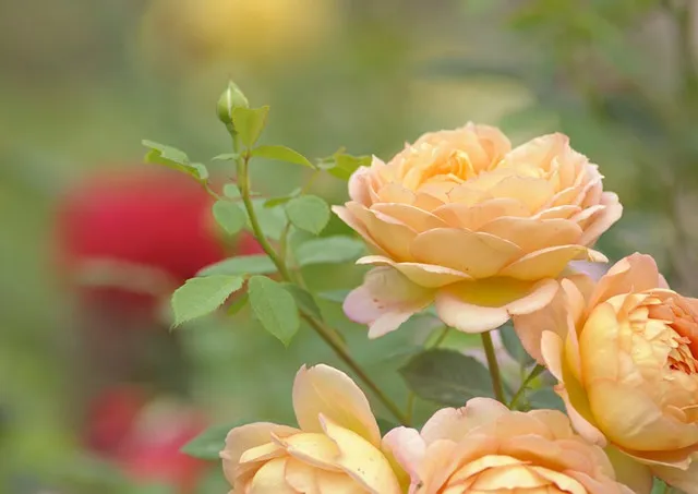 养花的十二种技巧，九种养花“偏方”，从此不怕病虫害！