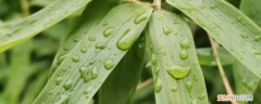 当狂风吹来的时候,竹子会对自己说 秋天的雨从竹叶上跳了下来对吗