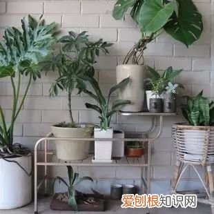 植物如何养，只要掌握这8种养植物方法，你也能从菜鸟分分钟变成老司机！