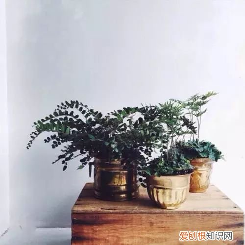 植物如何养，只要掌握这8种养植物方法，你也能从菜鸟分分钟变成老司机！