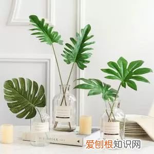 植物如何养，只要掌握这8种养植物方法，你也能从菜鸟分分钟变成老司机！