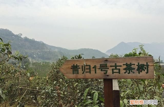 班章冰岛和昔归的口感区别 昔归普洱茶是哪个山头