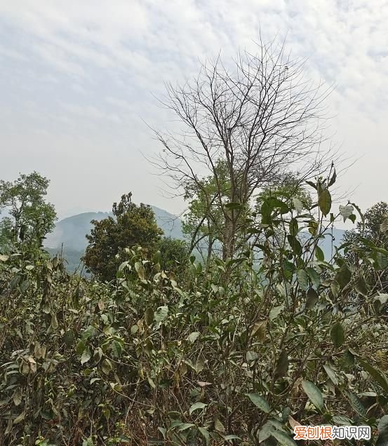 班章冰岛和昔归的口感区别 昔归普洱茶是哪个山头