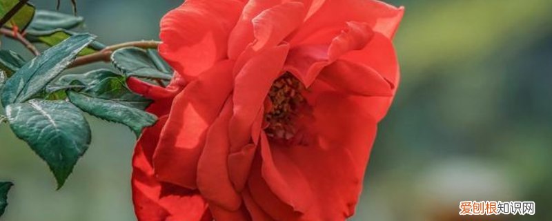 袒露心声的意思是什么 表露心声是什么意思