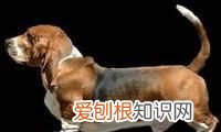 法国名犬巴吉度