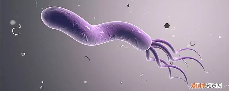 杀幽门螺旋杆菌抗生素饭后多久吃比较好 杀幽门螺旋杆菌抗生素饭后多久吃