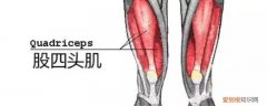 股四头肌肌腱损伤怎么办 股四头肌肌腱撕裂可以吃生姜吗