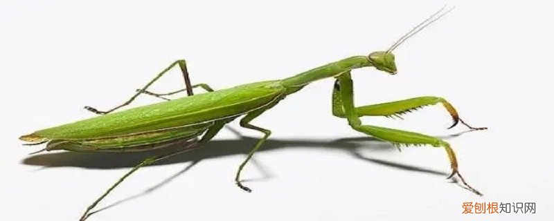 螳螂吃蚯蚓吗 螳螂吃不吃蚯蚓