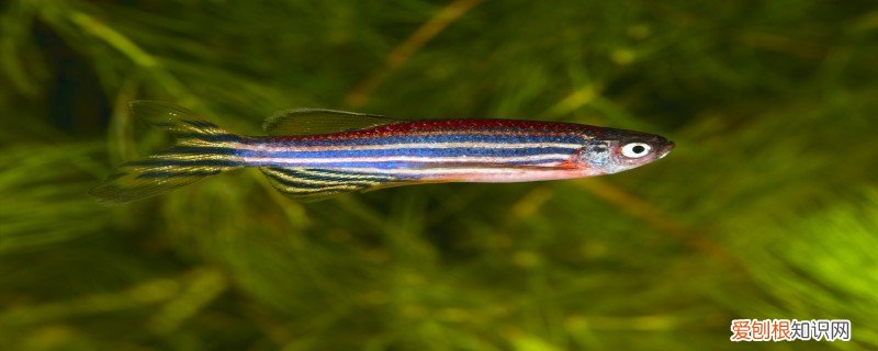 斑马鱼的特点是什么呢 斑马鱼的特点是什么