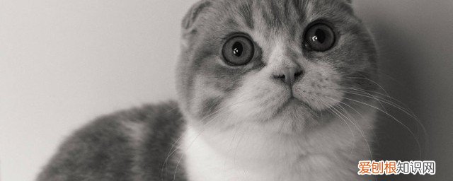 对猫过敏怎么办 对猫过敏要怎样做