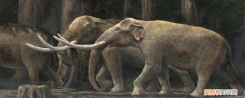 东方剑齿象化石介绍 东方剑齿象的特点