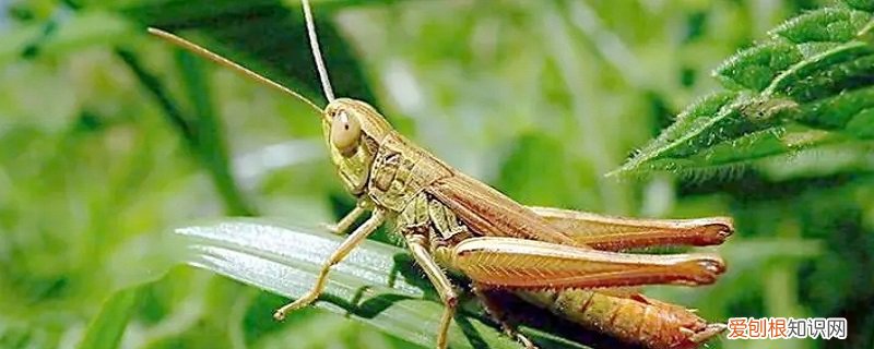 秋天有什么虫子在鸣叫图片 秋天有什么虫子在鸣叫