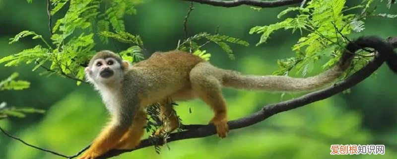 松鼠猴的特点是什么 松鼠猴的特点