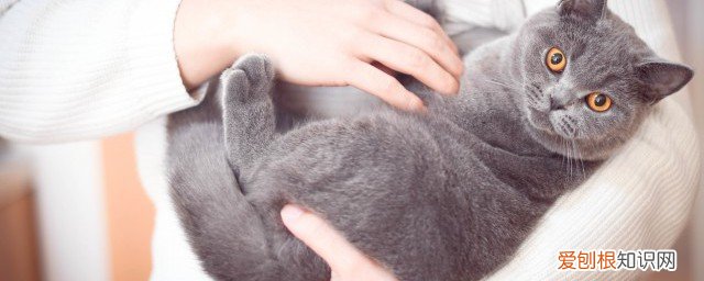 野猫怎么赶走 怎么驱赶野猫