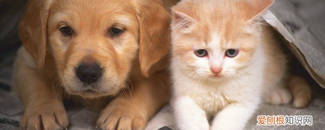 猫呕吐怎么办 猫吐了怎么办