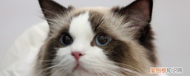 猫藓怎么传染给人 猫藓传染人的方式