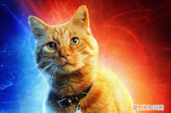 宠爱是什么类型的电影，电影宠爱讲的是什么内容