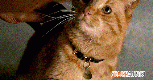 宠爱是什么类型的电影，电影宠爱讲的是什么内容