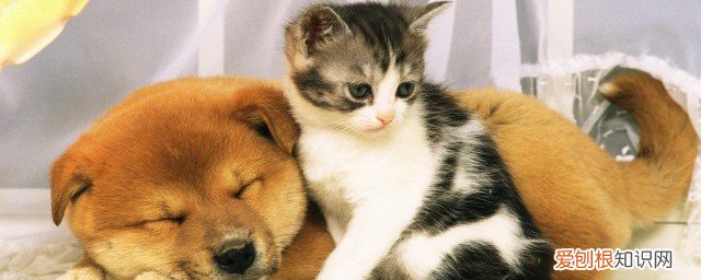 猫又吐又拉稀怎么回事 猫吐了拉稀怎么回事