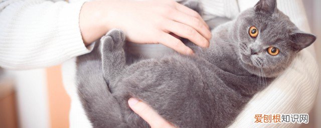 猫的指甲怎么剪 怎么给猫剪指甲