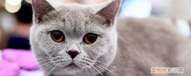 猫咪贫血怎么办 营养性贫血解决办法