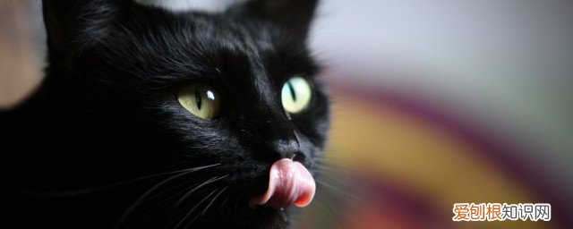 怎么给猫擦屁股 如何给猫擦屁股