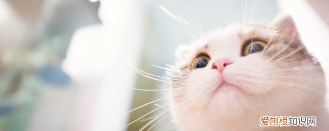 被猫抓伤出血怎么办 被猫挠了出血了怎么处理