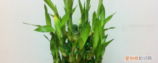 富贵竹怎么摆放 富贵竹如何摆放呢