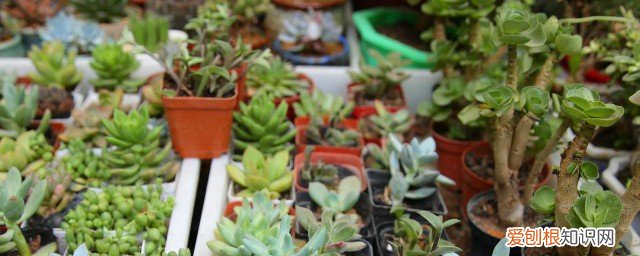 富贵竹怎么长高 如何让富贵竹快速长高