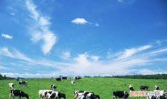 潘帕斯牛肉是哪个国家的，大牧场放牧业的形成条件