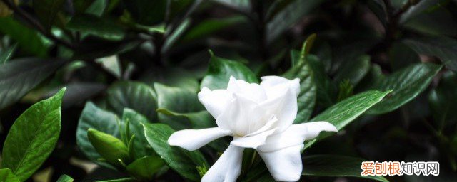 叶子黄是怎么回事 叶子发黄是什么原因